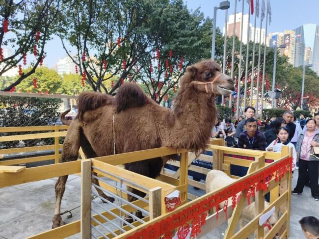 202602191459271651439783